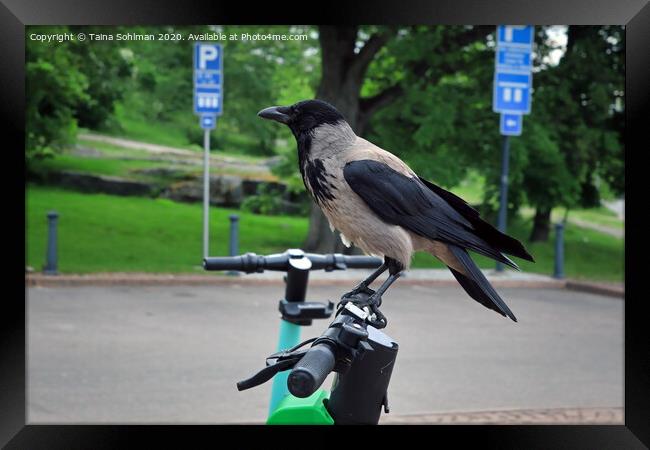 Modern Crow Takes City Bike Framed Print by Taina Sohlman