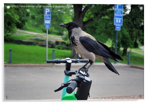 Modern Crow Takes City Bike Acrylic by Taina Sohlman