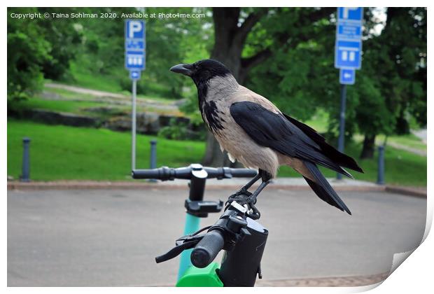 Modern Crow Takes City Bike Print by Taina Sohlman