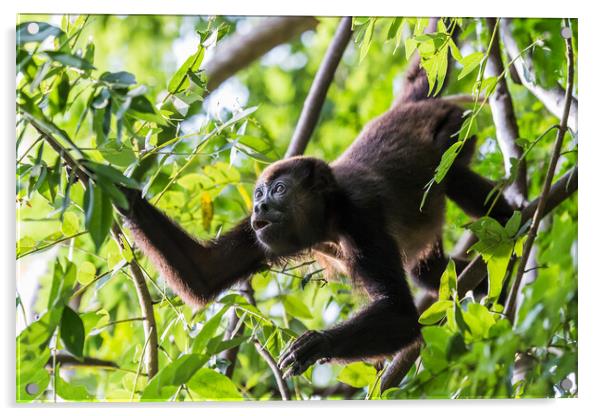Howler Monkey foraging in the trees Acrylic by Jason Wells
