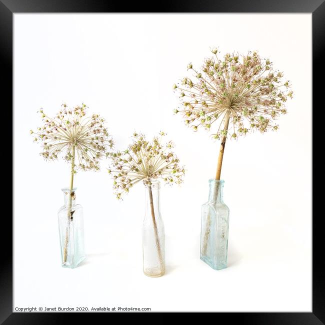 Three Allium Framed Print by Janet Burdon