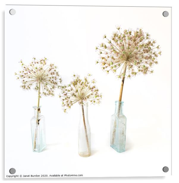 Three Allium Acrylic by Janet Burdon