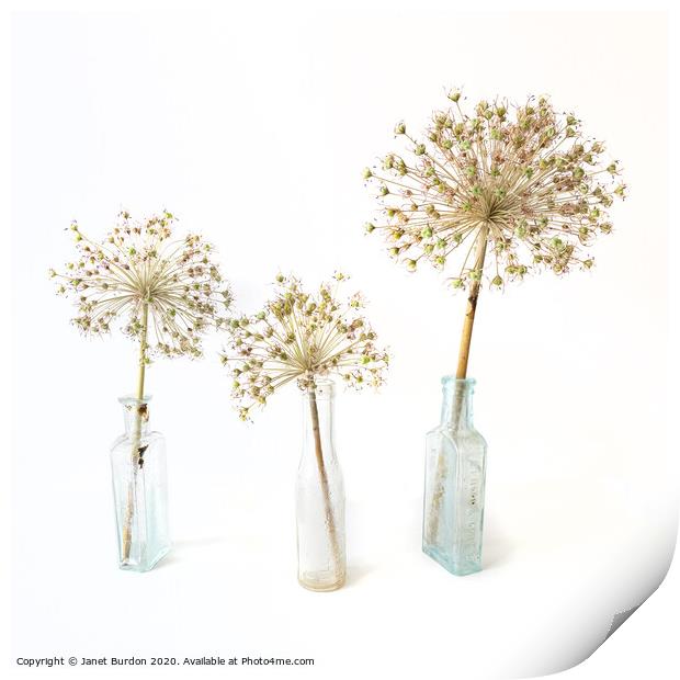 Three Allium Print by Janet Burdon