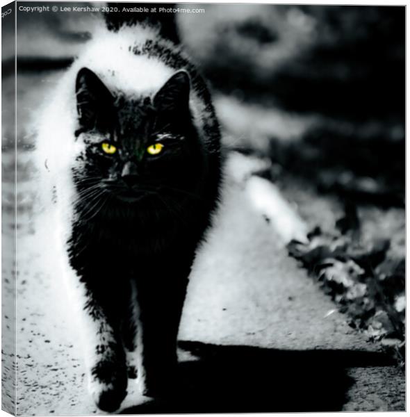 Yellow Eyed Cat Canvas Print by Lee Kershaw