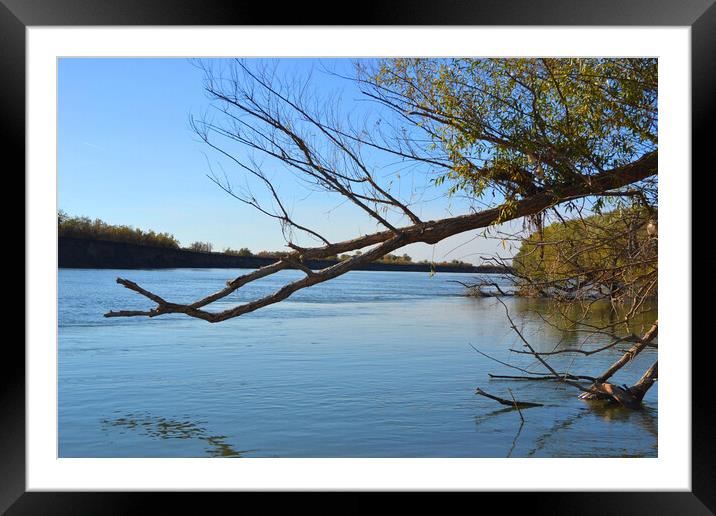 Autumn in October on the arms of the Danube river Framed Mounted Print by liviu iordache