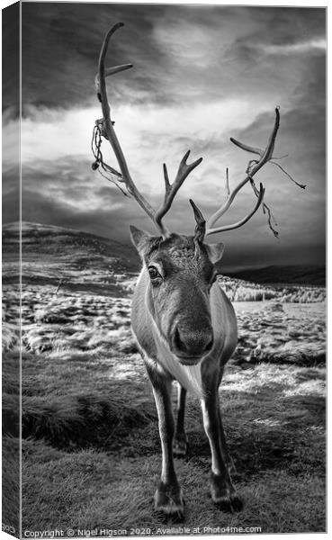Cairngorm Reindeer portrait Canvas Print by Nigel Higson