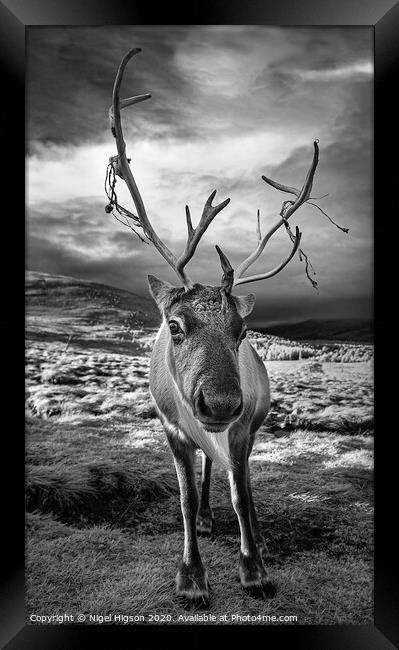 Cairngorm Reindeer portrait Framed Print by Nigel Higson