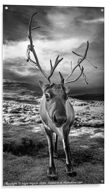 Cairngorm Reindeer portrait Acrylic by Nigel Higson