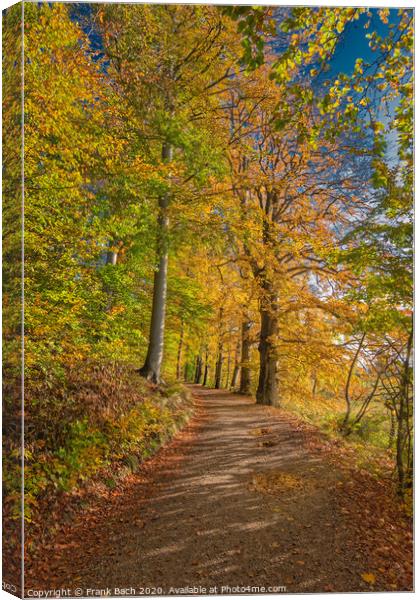 Golden autumn forest near Vejle Tirsbaek, Denmark  Canvas Print by Frank Bach