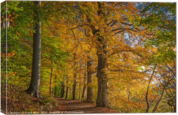 Golden autumn forest near Vejle Tirsbaek, Denmark  Canvas Print by Frank Bach