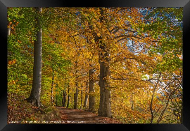 Golden autumn forest near Vejle Tirsbaek, Denmark  Framed Print by Frank Bach