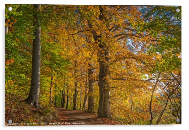 Golden autumn forest near Vejle Tirsbaek, Denmark  Acrylic by Frank Bach