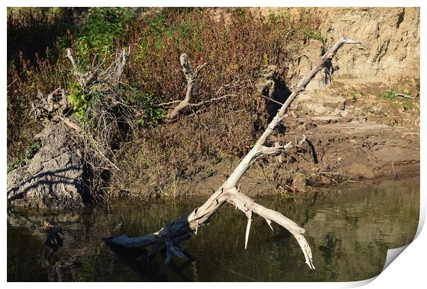 Dry tree in the river Print by liviu iordache