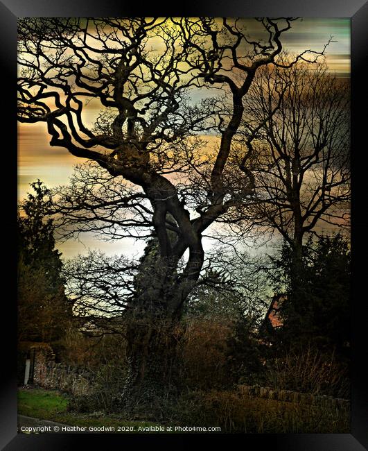 Mighty Oak Framed Print by Heather Goodwin