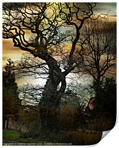 Mighty Oak Print by Heather Goodwin