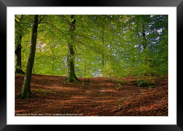 Golden autumn forest near Vejle Tirsbaek, Denmark  Framed Mounted Print by Frank Bach