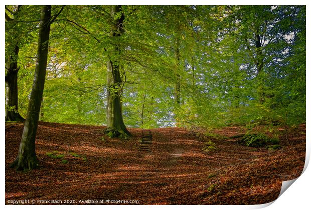 Golden autumn forest near Vejle Tirsbaek, Denmark  Print by Frank Bach