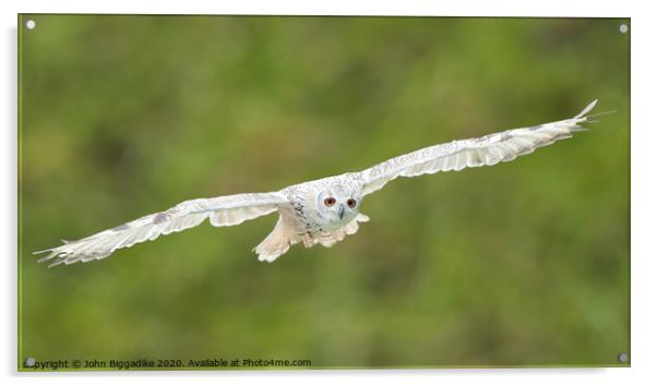 Snowy Owl Acrylic by John Biggadike