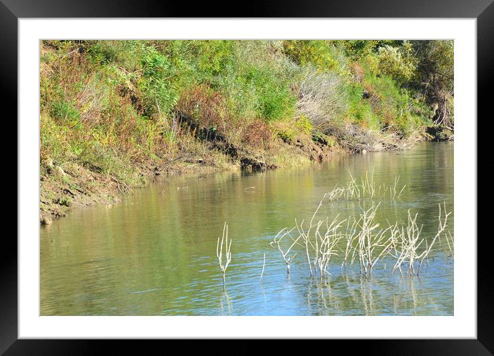 Autumn in October on the arms of the Danube river Framed Mounted Print by liviu iordache