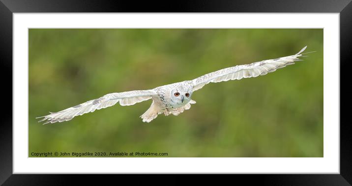 Snowy Owl in flight Framed Mounted Print by John Biggadike