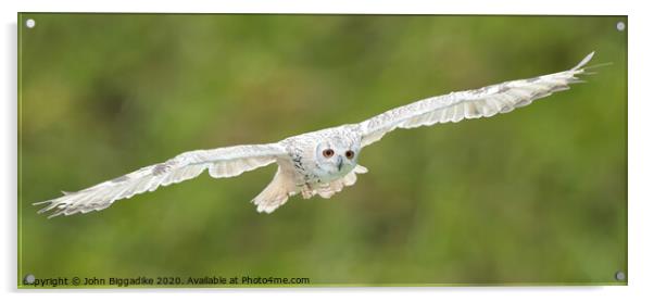Snowy Owl in flight Acrylic by John Biggadike