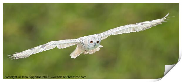 Snowy Owl in flight Print by John Biggadike