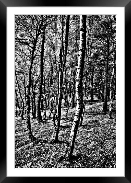 Birch forest in high contrast Framed Mounted Print by Nigel Higson