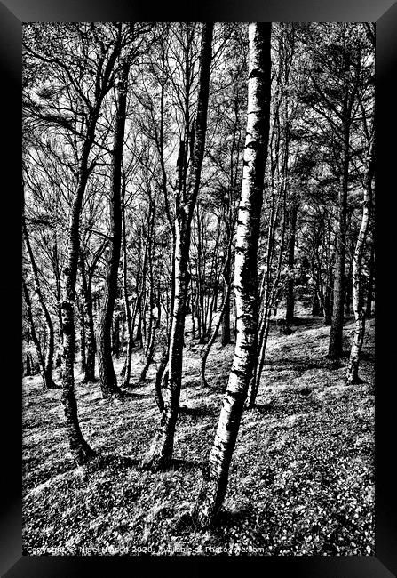 Birch forest in high contrast Framed Print by Nigel Higson