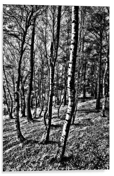Birch forest in high contrast Acrylic by Nigel Higson