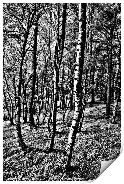Birch forest in high contrast Print by Nigel Higson