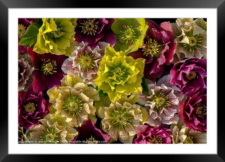 Hellebore flowers Framed Mounted Print by Robert Murray