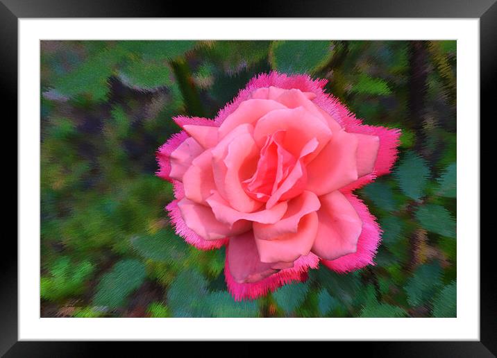 Stylized background with a pink rose Framed Mounted Print by liviu iordache