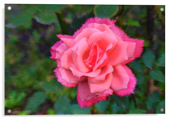Stylized background with a pink rose Acrylic by liviu iordache