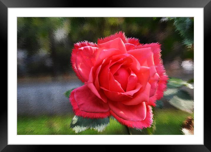 Stylized background with a red rose Framed Mounted Print by liviu iordache