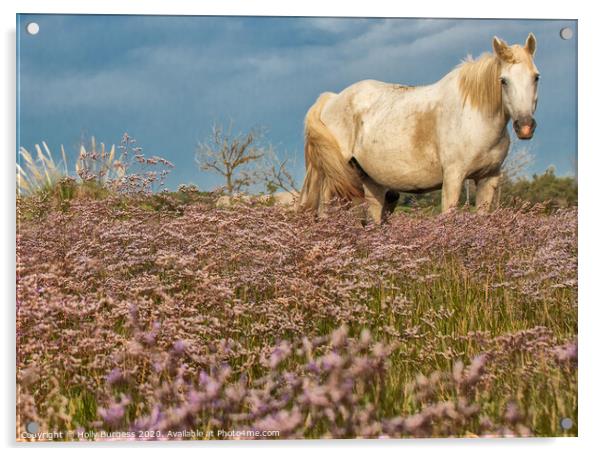 Camargue White  horse in the Heather  Acrylic by Holly Burgess