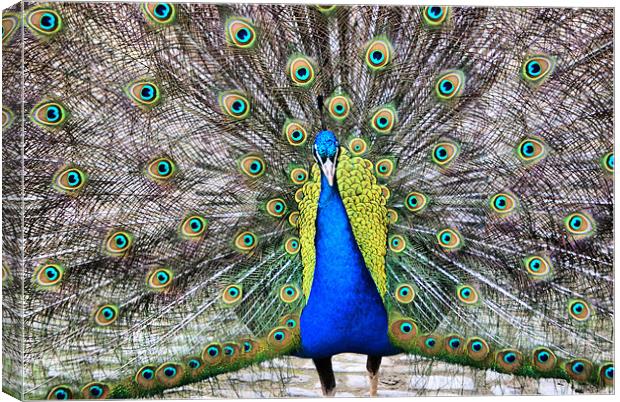 Peacock In All His Splendour Canvas Print by Sandi-Cockayne ADPS