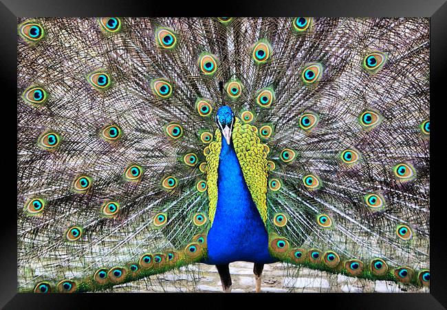 Peacock In All His Splendour Framed Print by Sandi-Cockayne ADPS