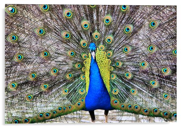 Peacock In All His Splendour Acrylic by Sandi-Cockayne ADPS