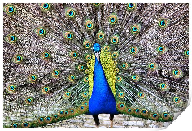 Peacock In All His Splendour Print by Sandi-Cockayne ADPS