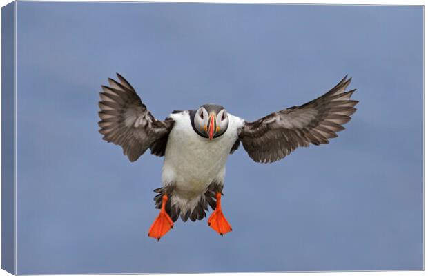 Atlantic Puffin Ready for Landing Canvas Print by Arterra 