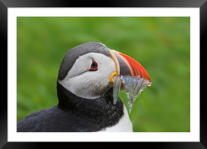 Atlantic Puffin with Sand Eels Framed Mounted Print by Arterra 