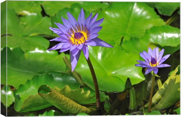 Nymphaea Director G.T Moore Canvas Print by Arterra 