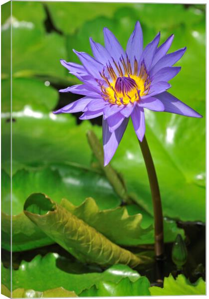 Tropical Water Lily Canvas Print by Arterra 