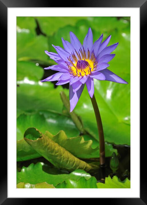 Tropical Water Lily Framed Mounted Print by Arterra 