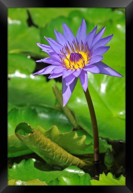 Tropical Water Lily Framed Print by Arterra 