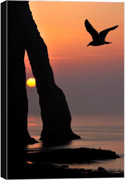 Seagull at Sunset, Etretat, Normandy Canvas Print by Arterra 