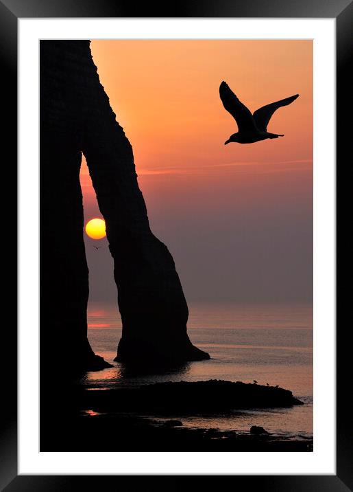 Seagull at Sunset, Etretat, Normandy Framed Mounted Print by Arterra 