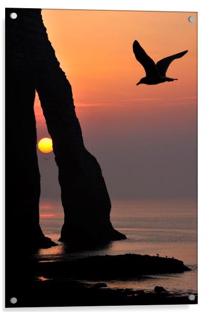 Seagull at Sunset, Etretat, Normandy Acrylic by Arterra 