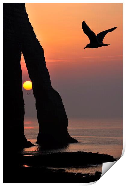 Seagull at Sunset, Etretat, Normandy Print by Arterra 