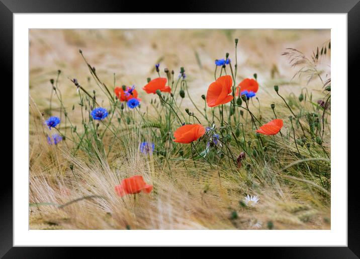 Cornflowers and Poppies Framed Mounted Print by Arterra 